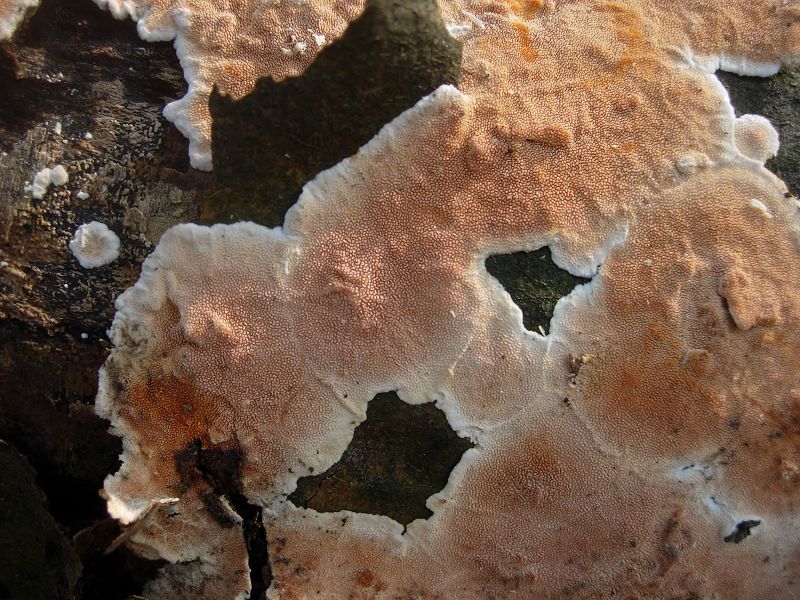 Steccherinum sp. (Steccherinum ochraceum)